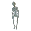 Glow-in-the-Dark Skeleton Toy Skeleton